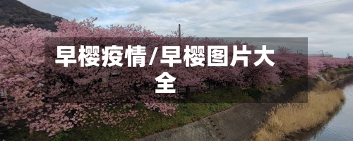 早樱疫情/早樱图片大全-第1张图片