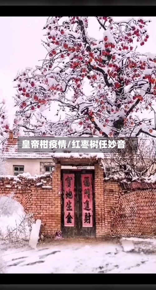 皇帝柑疫情/红枣树任妙音-第3张图片