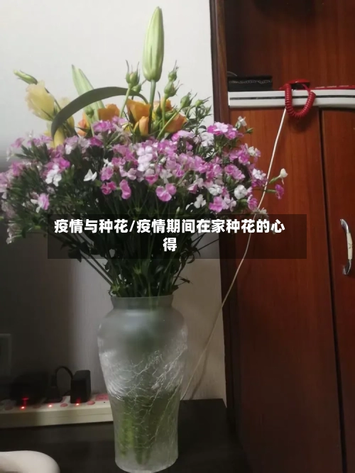 疫情与种花/疫情期间在家种花的心得-第1张图片