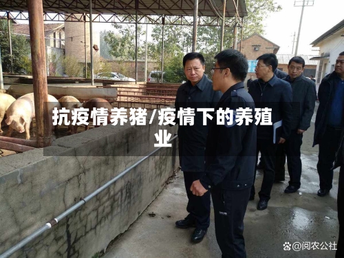 抗疫情养猪/疫情下的养殖业-第2张图片