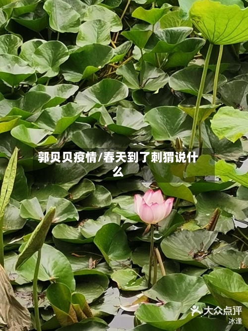 郭贝贝疫情/春天到了刺猬说什么-第3张图片